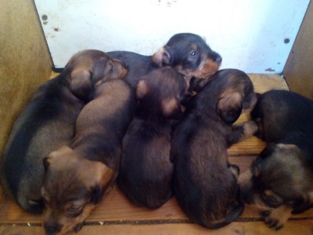 Vrh C 11.9.2016 stáří 4 týdny